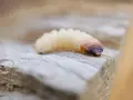 Gusano blanco, posible larva de escarabajo, sobre madera. Podría ser un ácaro blanco de madera.