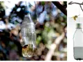 Trampas caseras para avispas con vinagre, hechas con botellas de plástico, cuelgan de ramas.