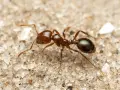 Una hormiga roja pequeña, con su cuerpo segmentado y patas finas, camina sobre la arena granulada.