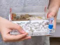 Un hormiguero en casa, con túneles transparentes y arena, donde pequeñas hormigas trabajan.