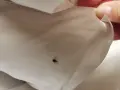 Una chinche en la sábana es una señal clara de cómo saber si hay chinches en mi cama.