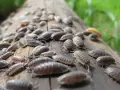 Un grupo de bichos bola se arrastra sobre un tronco. Uno de ellos, un bicho bola blanco, destaca entre la multitud.