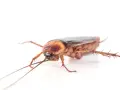 Una ninfa cucaracha alemana, con sus antenas largas y patas espinosas, se arrastra sobre un fondo blanco.