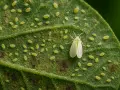 Una mosca blanca adulta y muchas ninfas cubren una hoja verde. Aprende cómo eliminar la mosca blanca de las plantas para proteger tu jardín.