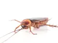 Cucaracha de color marrón rojizo, con antenas largas y patas espinosas, un insecto común cuando se considera plaga de cucarachas.