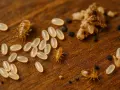 Huevos de insectos y ninfas en madera. Aprende a identificar huevos de insectos en casa para un control efectivo.