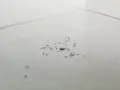 Un grupo de hormigas muy pequeñas se mueve sobre baldosas blancas, algunas juntas, otras dispersas.