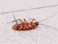 Cucaracha muerta boca arriba sobre una superficie con textura.