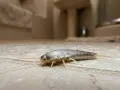 Un pececillo de plata, con su cuerpo plateado y escamas brillantes, se arrastra sobre baldosas húmedas del baño.