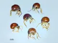 Cinco pequeños escarabajo araña, con cuerpos redondos y brillantes, se mueven sobre un fondo claro.