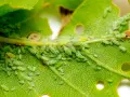 Colonia de pulgones verdes y algunos pulgones amarillos infestan un tallo y una hoja de planta, alimentándose de su savia.