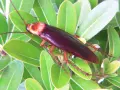 Una cucaracha americana de color marrón rojizo se posa sobre hojas verdes brillantes.