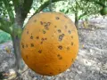 Naranja con manchas oscuras, indicativo de enfermedades de los naranjos. El árbol y otras frutas se ven borrosos al fondo.