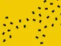 Muchas cucarachas negras se arrastran sobre un fondo amarillo brillante. Las cucarachas transmiten enfermedades.