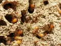 Un grupo de larvas de termitas se mueve por túneles de tierra.
