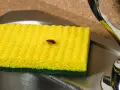 Una cucaracha sobre una esponja amarilla en un fregadero. ¿Buscas cómo matar cucarachas?