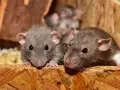 Tres ratas curiosas asoman sus cabezas desde un nido de ratas en el techo, con sus ojos brillantes y bigotes largos.