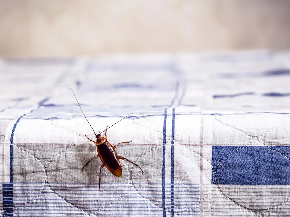 Una cucaracha sobre una tela a cuadros, quizás buscando un lugar para dejar sus huevos de cucaracha.