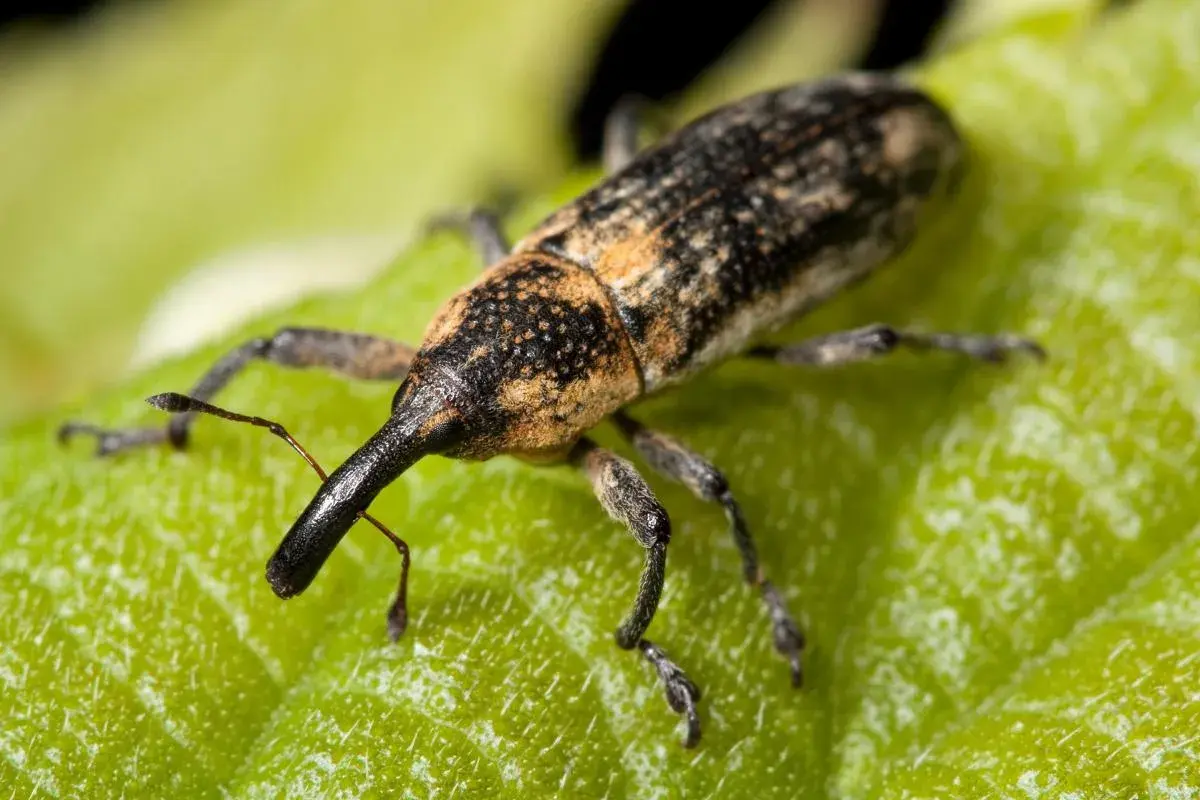 Un gorgojo con su largo hocico se posa sobre una hoja verde. Podría ser el inicio de una plaga de polillas si no se controla.