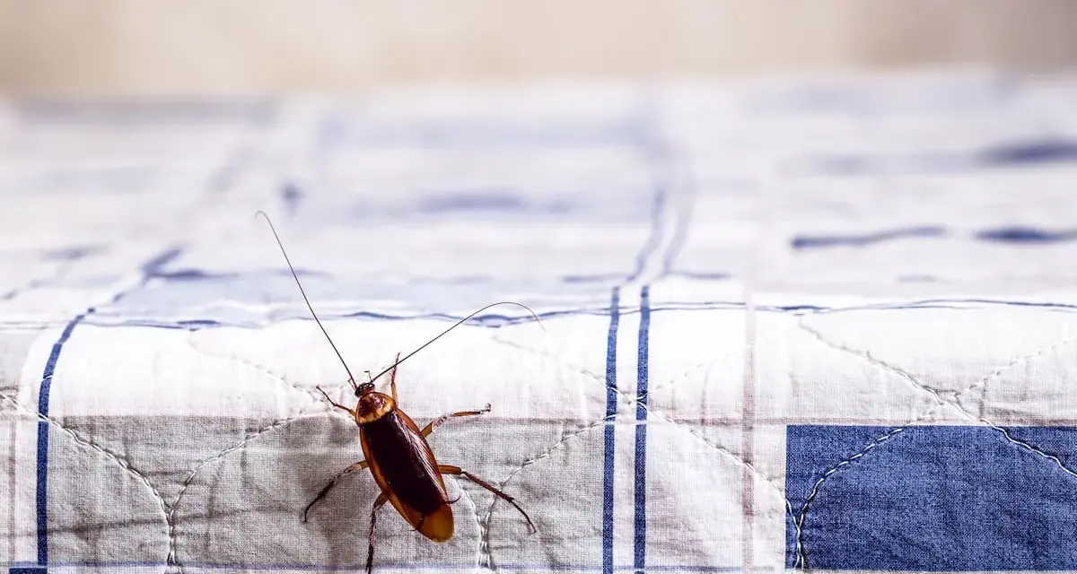 Una cucaracha sobre una tela a cuadros, quizás buscando un lugar para dejar sus huevos de cucaracha.