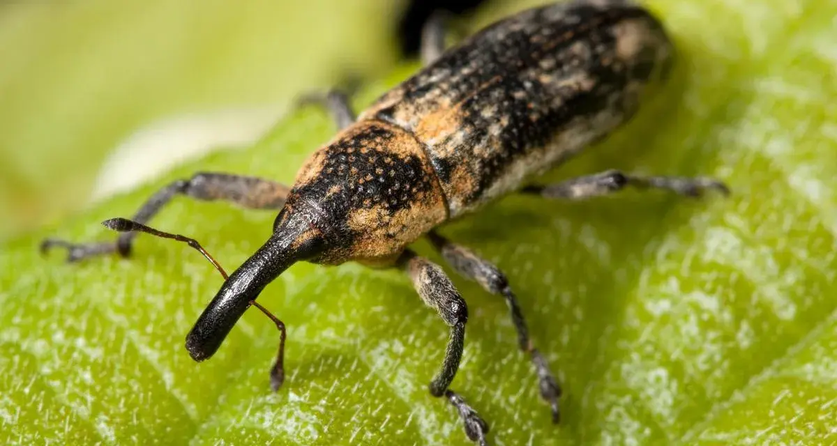 Un gorgojo con su largo hocico se posa sobre una hoja verde. Podría ser el inicio de una plaga de polillas si no se controla.