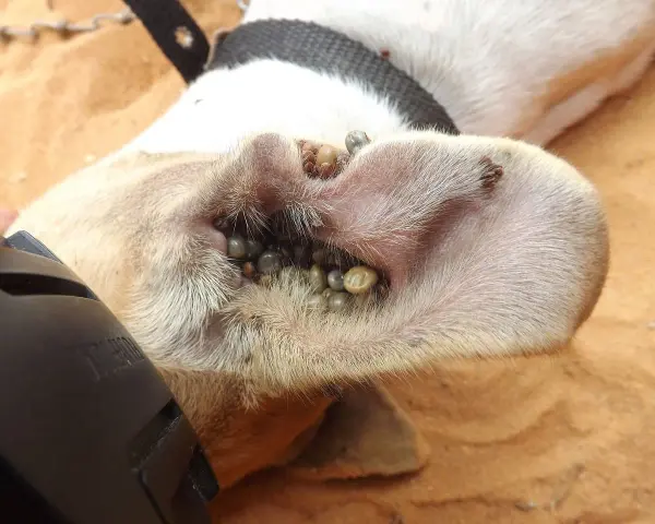 Un perro con la oreja infestada de garrapatas negras.