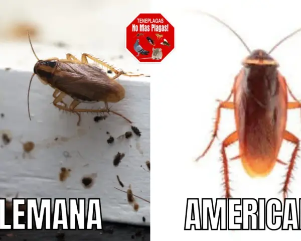Comparación de cucarachas: Blattella germánica (alemana) y cucaracha americana.