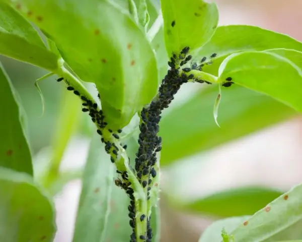 Una plaga de pulgones negros cubre el tallo y las hojas de una planta verde.