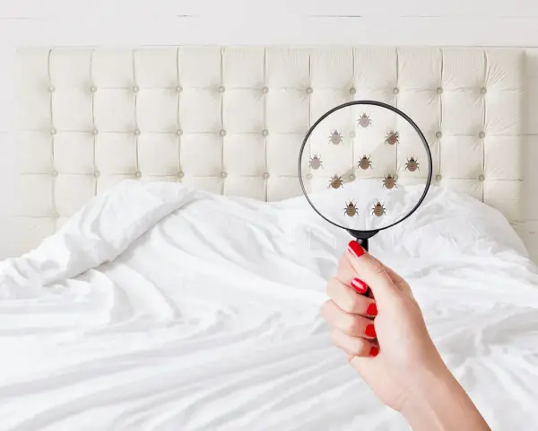 Una mano con uñas rojas sostiene una lupa sobre una cama, mostrando **pulgas en la cama síntomas** de infestación.
