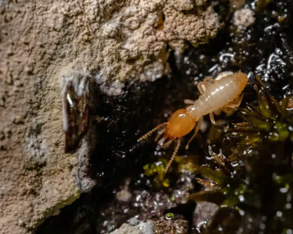 Una termita solitaria explora un entorno húmedo y oscuro, cerca de una pared rugosa.