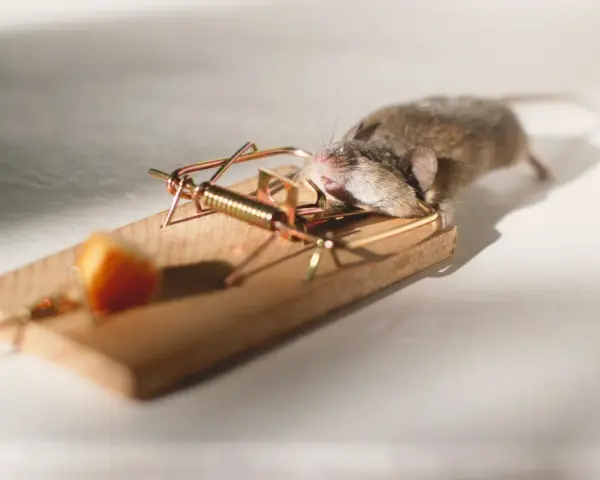 Un ratón doméstico atrapado en una trampa de madera con un trozo de queso.