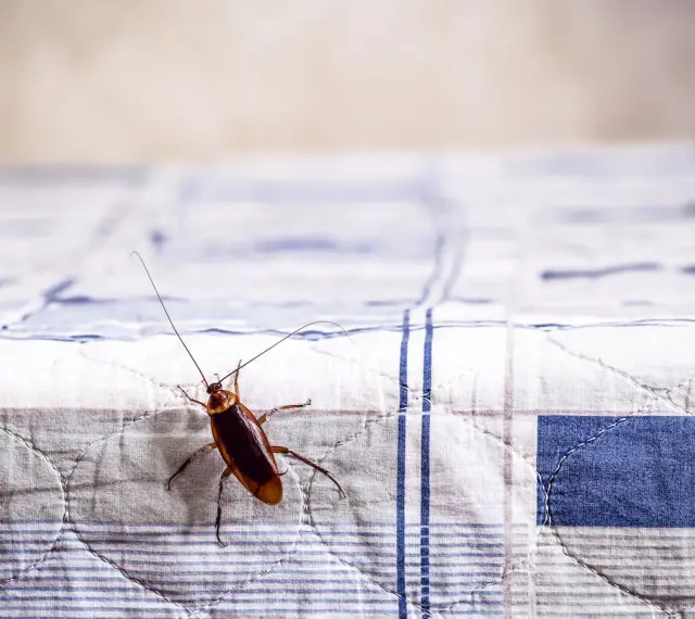 Una cucaracha sobre una tela a cuadros, quizás buscando un lugar para dejar sus huevos de cucaracha.