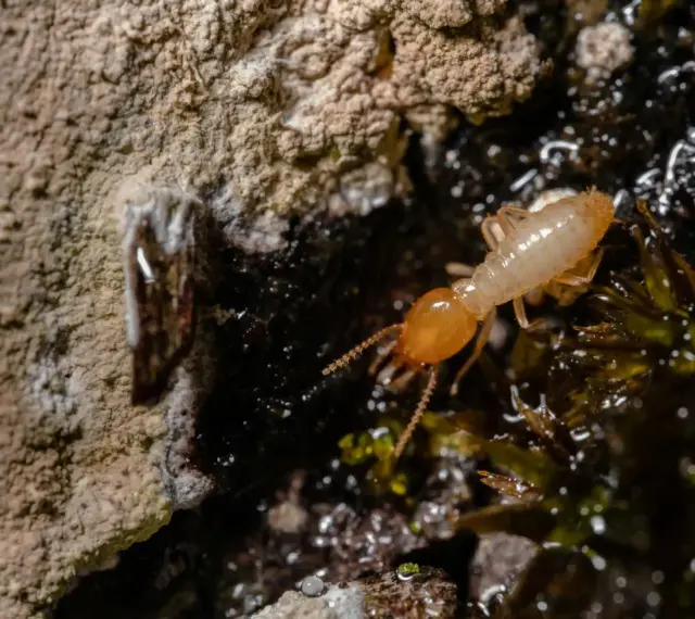 Una termita solitaria explora un entorno húmedo y oscuro, cerca de una pared rugosa.