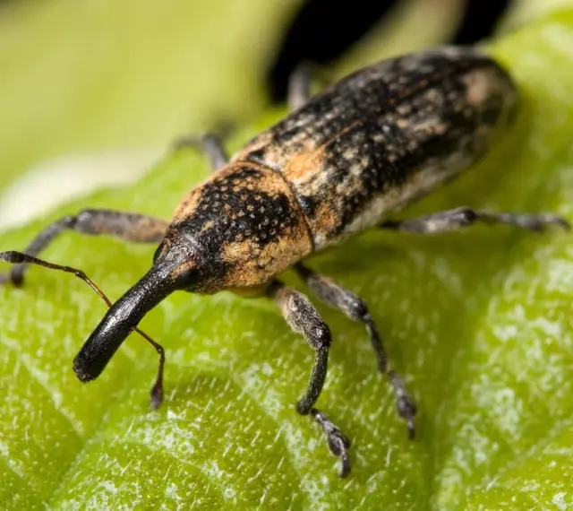 Un gorgojo con su largo hocico se posa sobre una hoja verde. Podría ser el inicio de una plaga de polillas si no se controla.