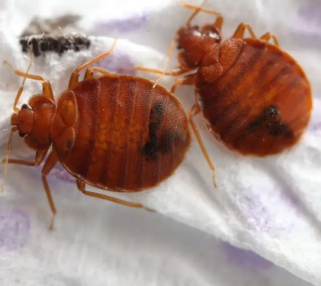 Dos chinches de cama marrones y ovaladas, con rayas oscuras, sobre una superficie blanca. Aprende cómo eliminar chinches.