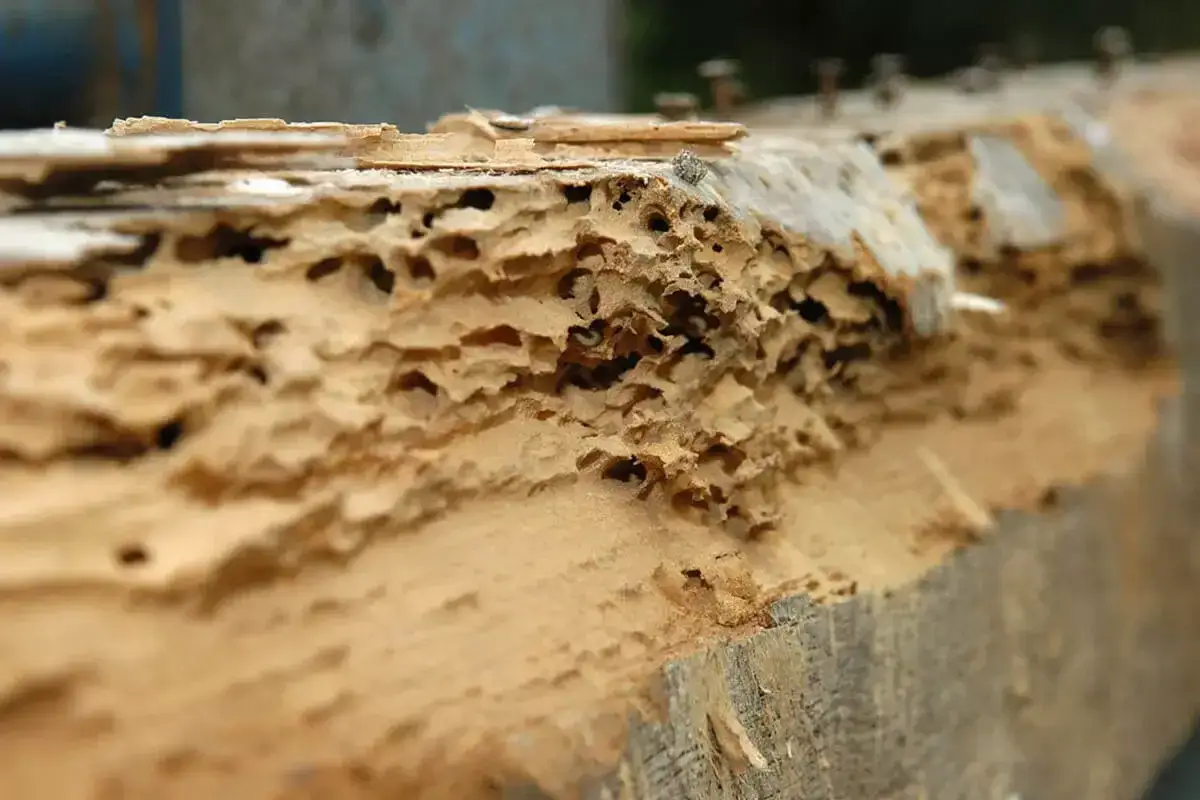 Madera carcomida por termitas, lista para tratamiento con ácido bórico.
