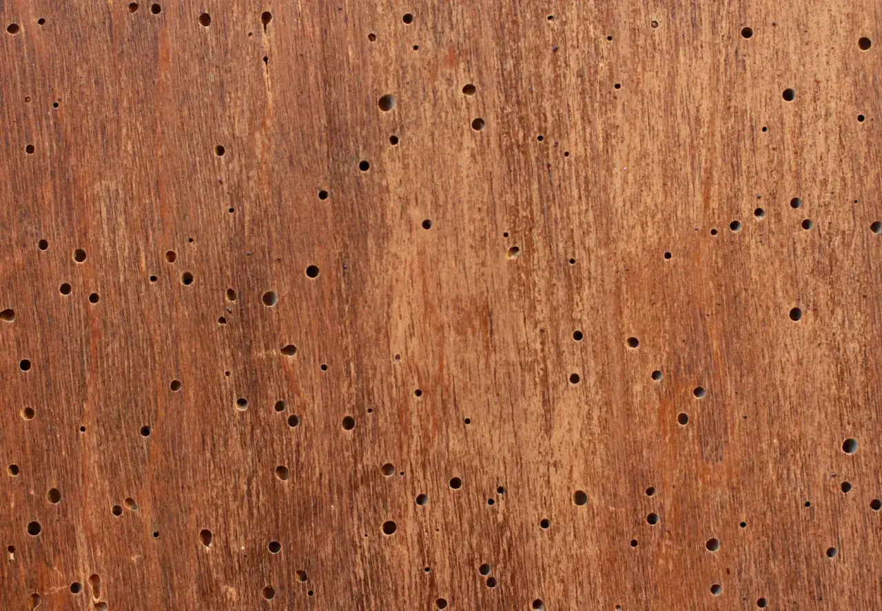 Textura de madera con pequeños agujeros, evidencia de la acción de termitas en la madera.