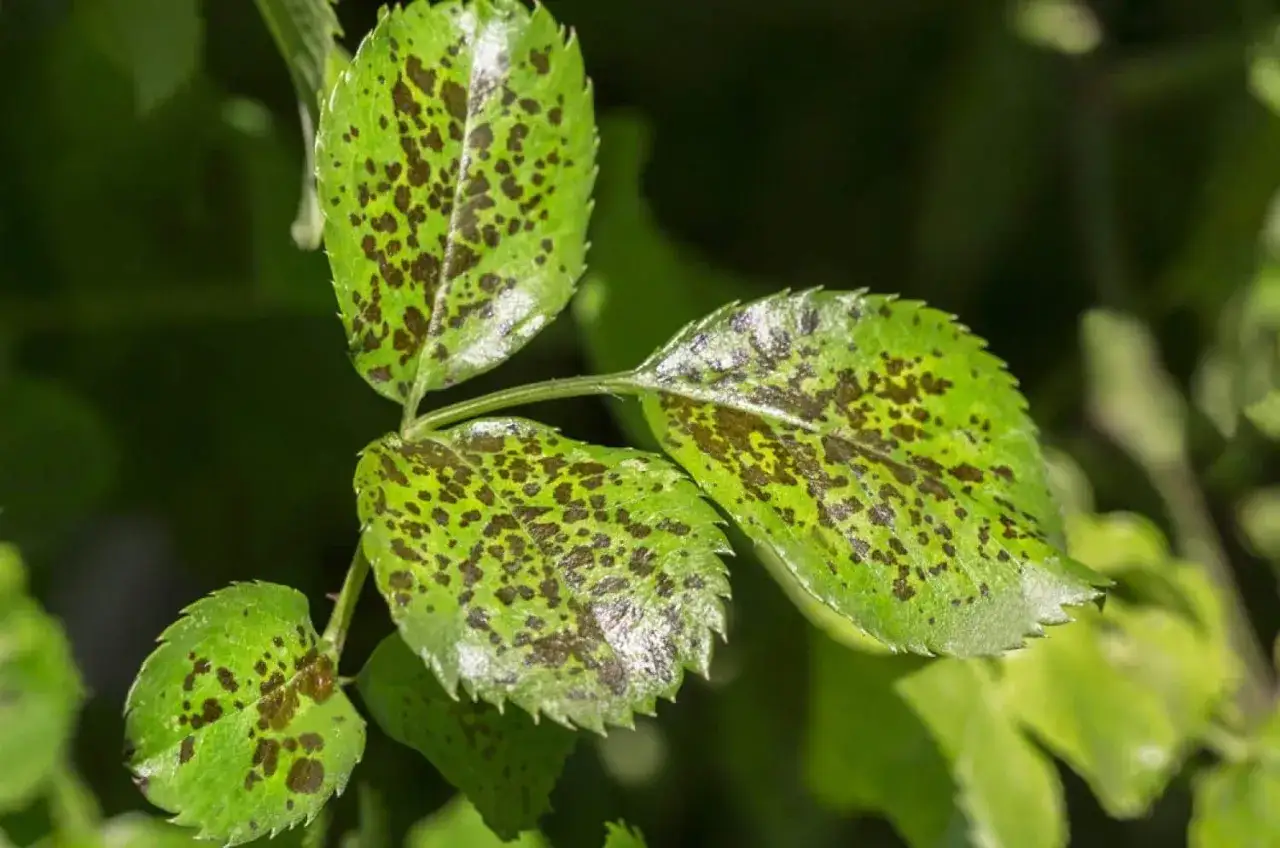 Hojas verdes con manchas oscuras, indicando la presencia de hongo negro.
