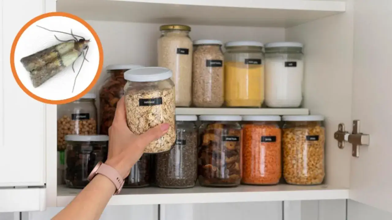 Una polilla de despensa, señal de una posible plaga polillas, cerca de frascos de alimentos.