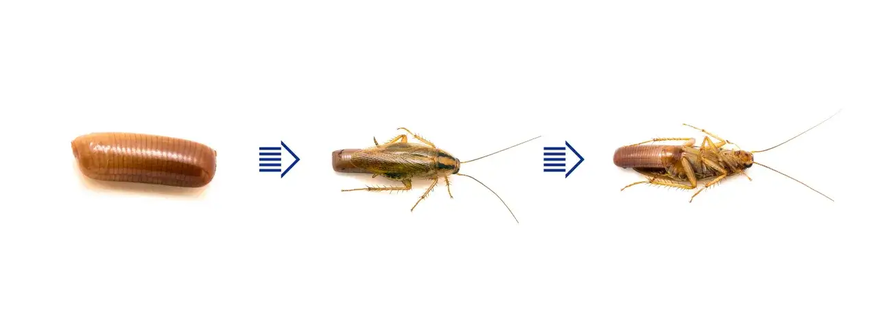 Ciclo de vida de una cucaracha: de huevos a adulto.