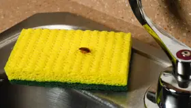 Una cucaracha sobre una esponja amarilla en un fregadero. ¿Buscas cómo matar cucarachas?