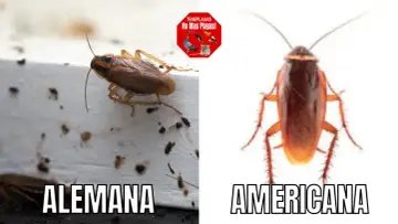 Comparación de cucarachas: Blattella germánica (alemana) y cucaracha americana.