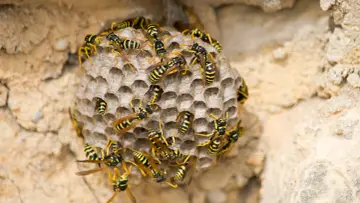 Nido de avispas con muchas obreras. Se observa el inicio de como se reproducen las avispas, con celdillas hexagonales.