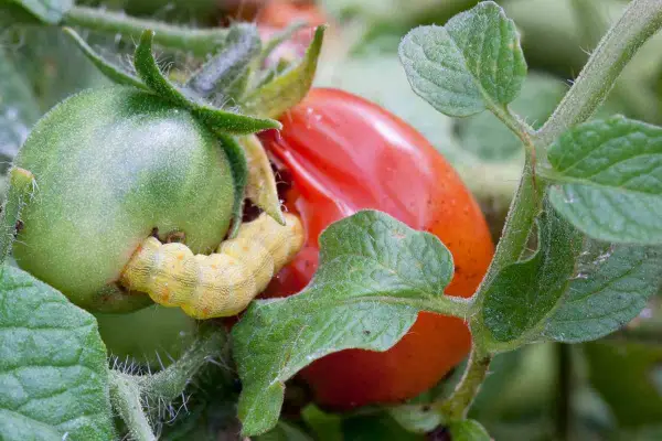 Oruga amarilla devorando un tomate verde. El tratamiento para la tuta del tomate es crucial para proteger la cosecha.