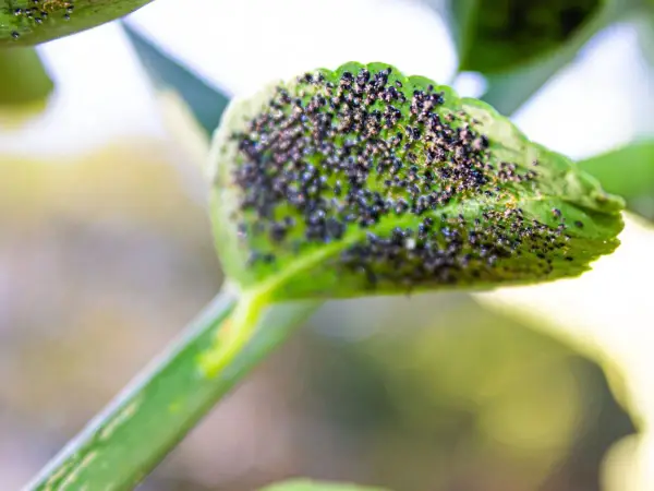Un pulgón limonero se reproduce en una hoja verde, cubriéndola por completo.