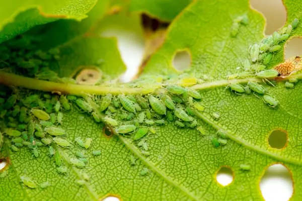 Colonia de pulgones verdes y algunos pulgones amarillos infestan un tallo y una hoja de planta, alimentándose de su savia.