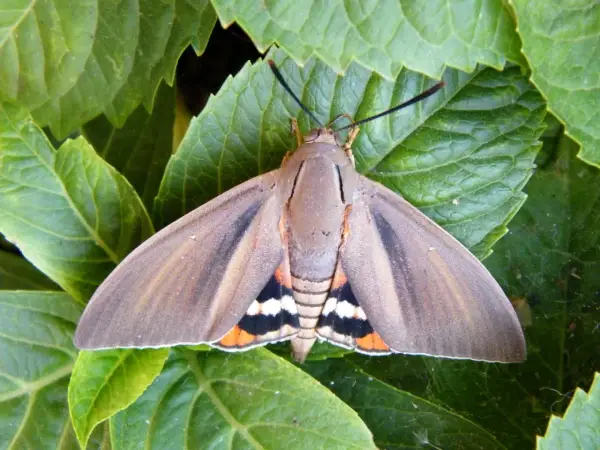 Mariposa **Paysandisia** con alas marrones y detalles naranjas, blancas y negras, posada sobre hojas verdes.