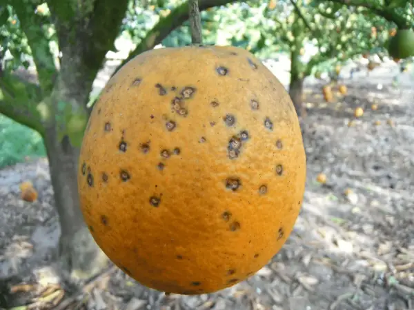 Naranja con manchas oscuras, indicativo de enfermedades de los naranjos. El árbol y otras frutas se ven borrosos al fondo.