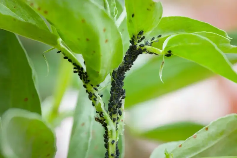 Una plaga de pulgones negros cubre el tallo y las hojas de una planta verde.