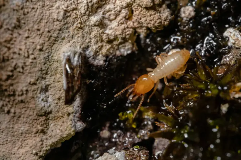 Una termita solitaria explora un entorno húmedo y oscuro, cerca de una pared rugosa.